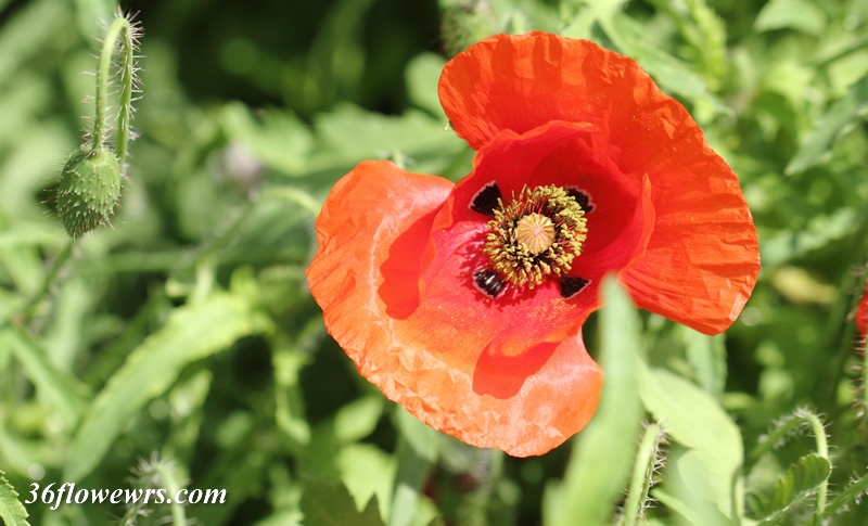 Corn poppy
