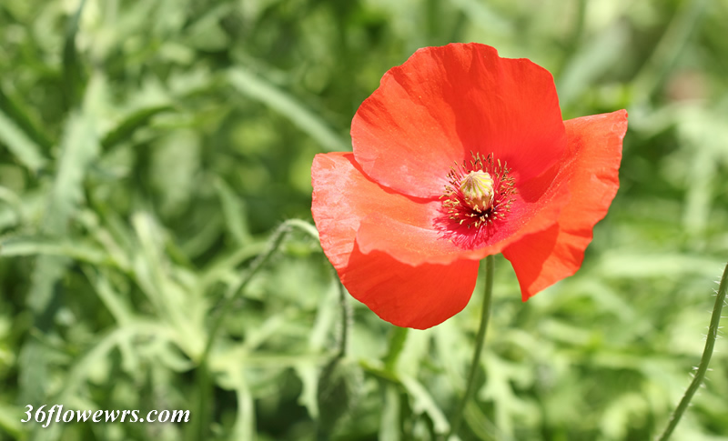 Red corn poppy
