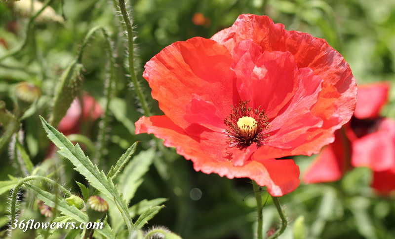 Corn poppy