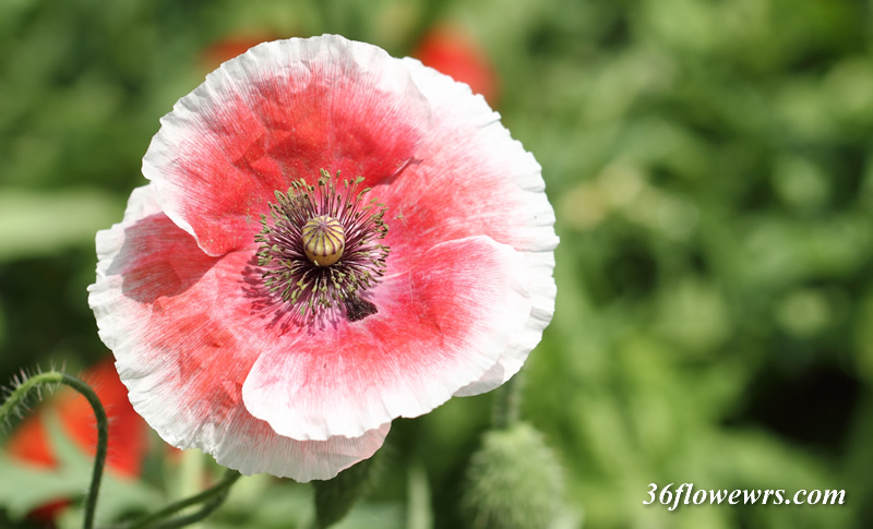 Corn poppy