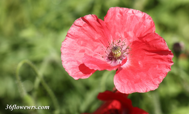 Corn poppy