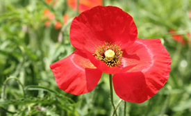 Corn poppy Pictures