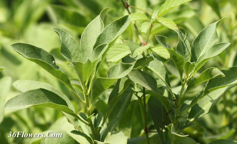 Iochroma australe leaves