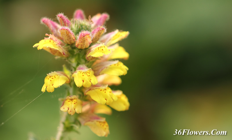 Lindenbergia philippensis flower