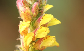 Lindenbergia philippensis Pictures