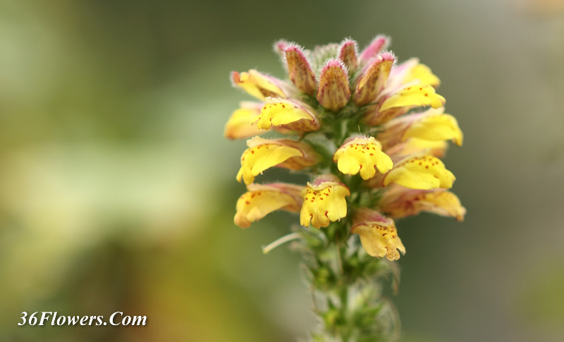 Lindenbergia philippensis