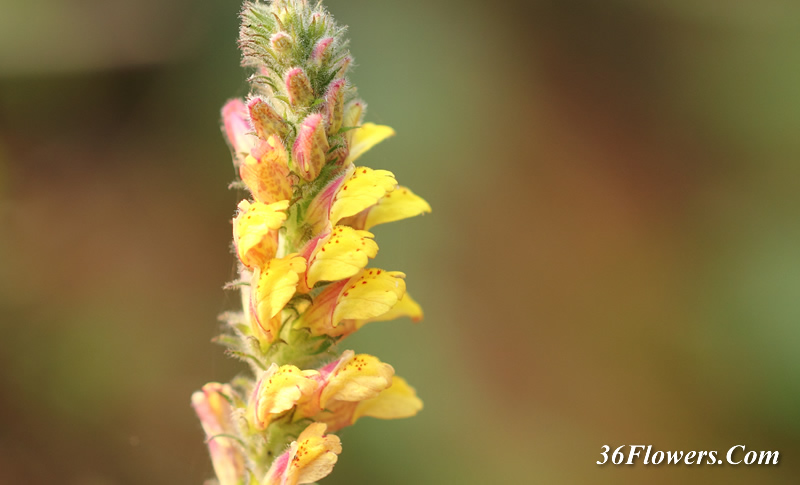 Lindenbergia philippensis