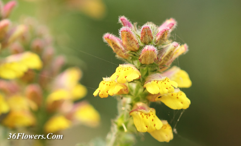 Lindenbergia philippensis