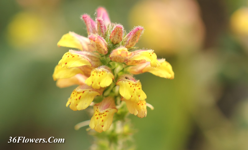 Lindenbergia philippensis