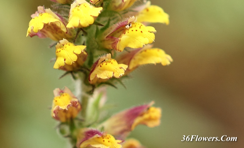 Lindenbergia philippensis