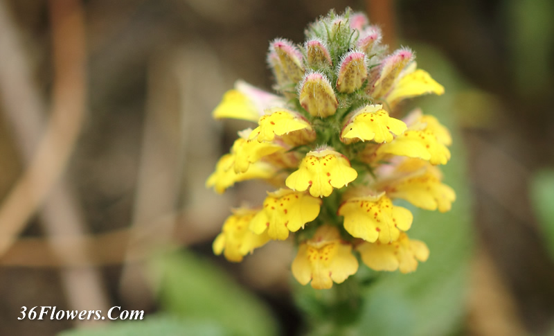 Lindenbergia philippensis