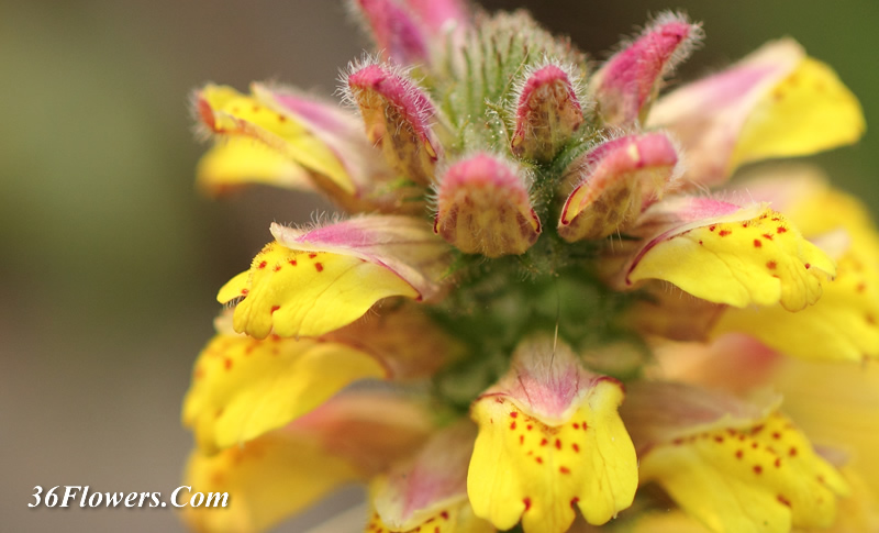 Lindenbergia philippensis