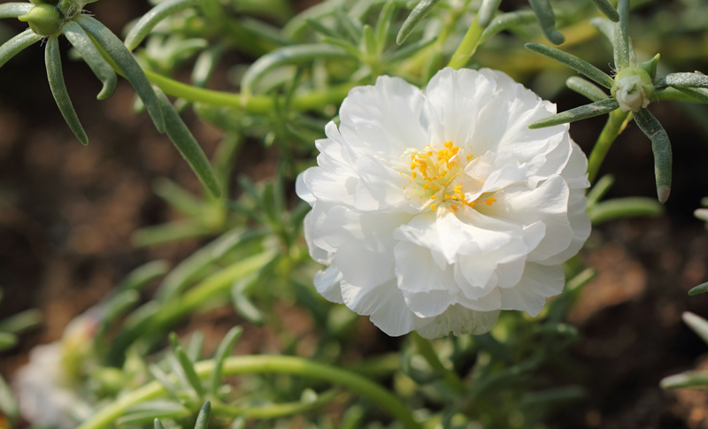White moss rose