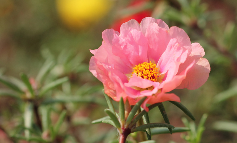 Pink moss rose