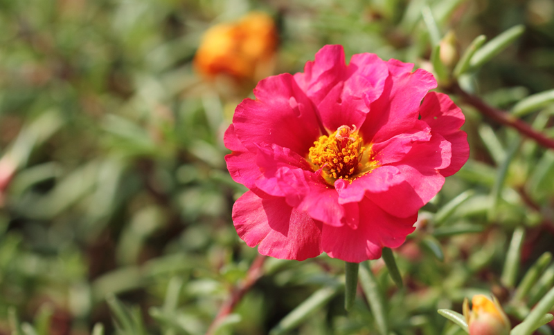 Portulaca grandiflora