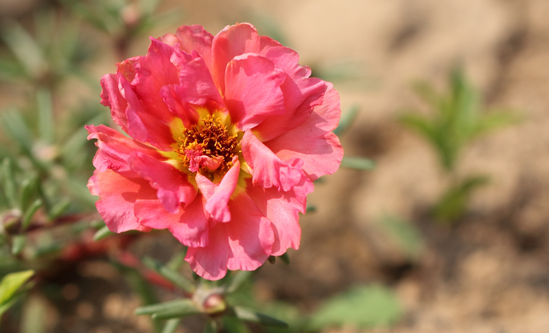 Moss rose