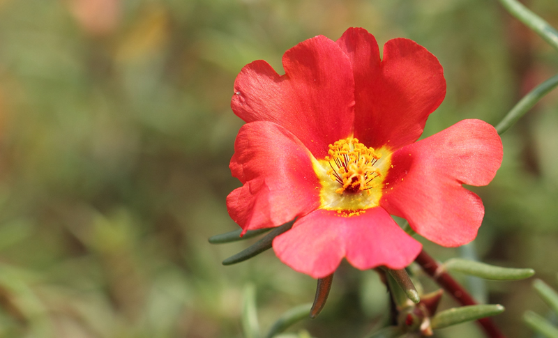 Red moss rose