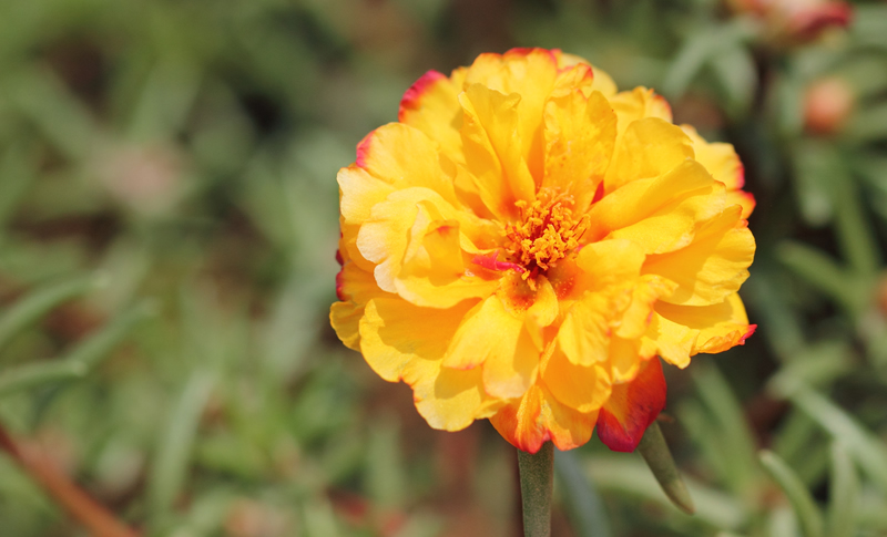 Yellow moss rose