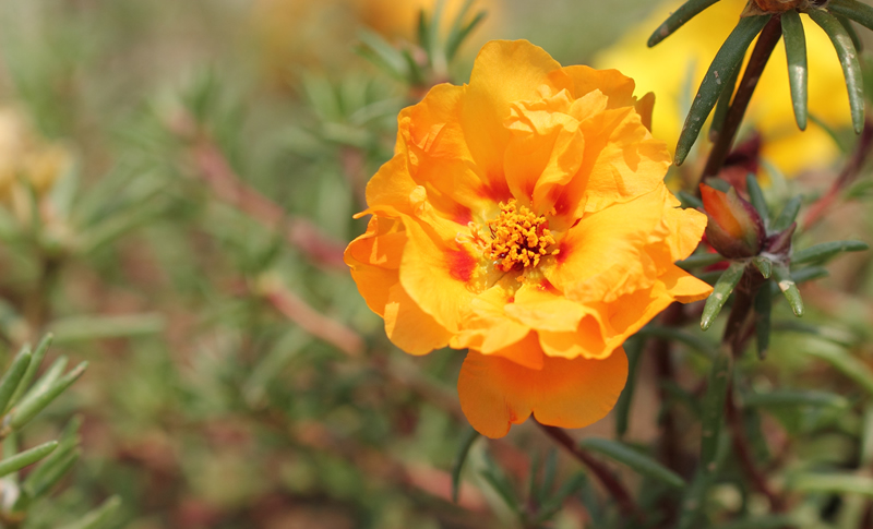 Orange moss rose