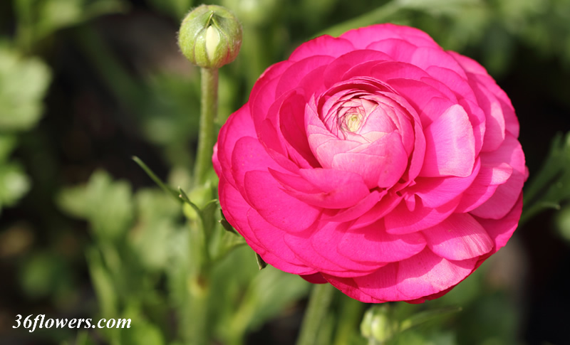 Pink ranunculus flower