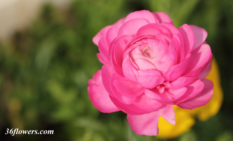 Pink ranunculus