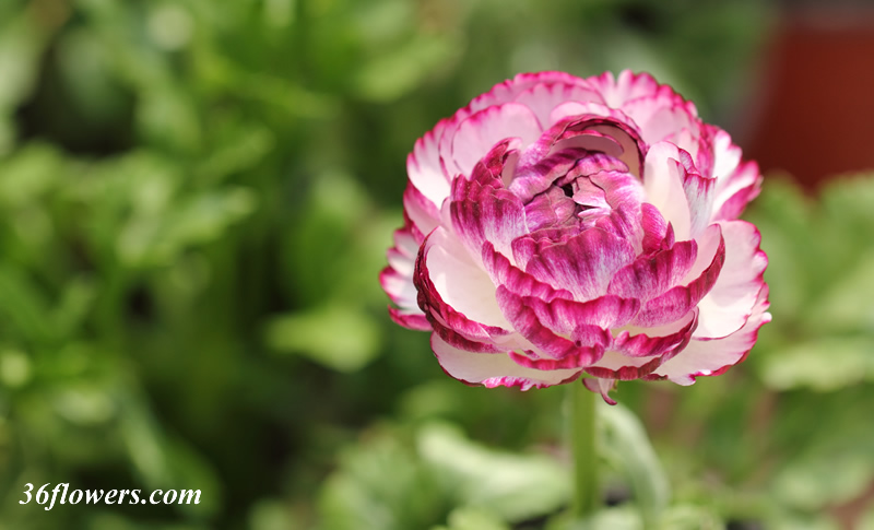 Beautiful ranunculus flower