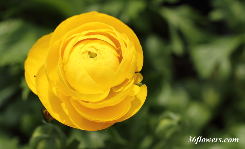 Yellow ranunculus flower