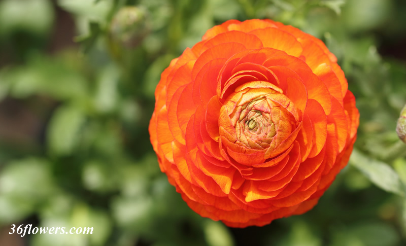 Orange ranunculus  flower