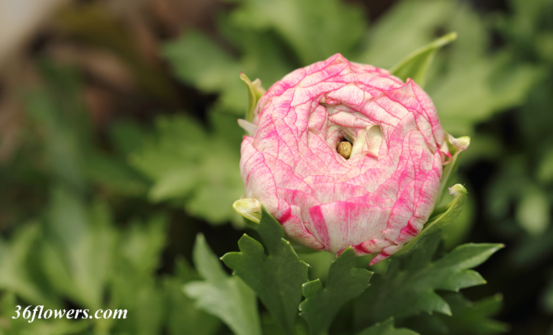 Ranunculus bud