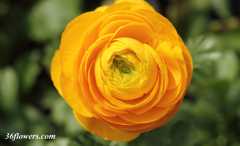 Single yellow ranunculus flower