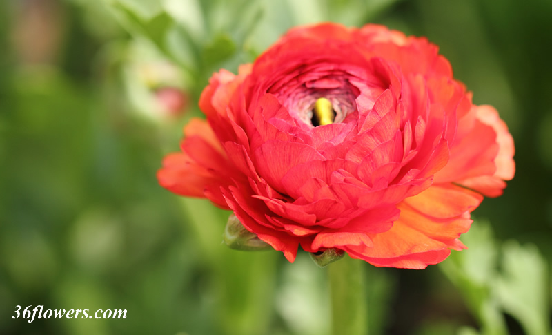 Red ranunculus flower