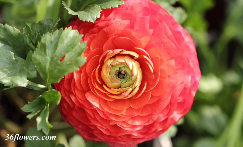 Ranunculus close-up
