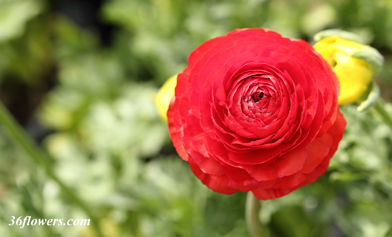 Red ranunculus