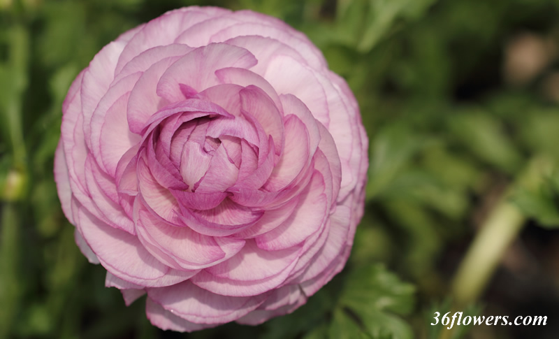 Purple ranunculus