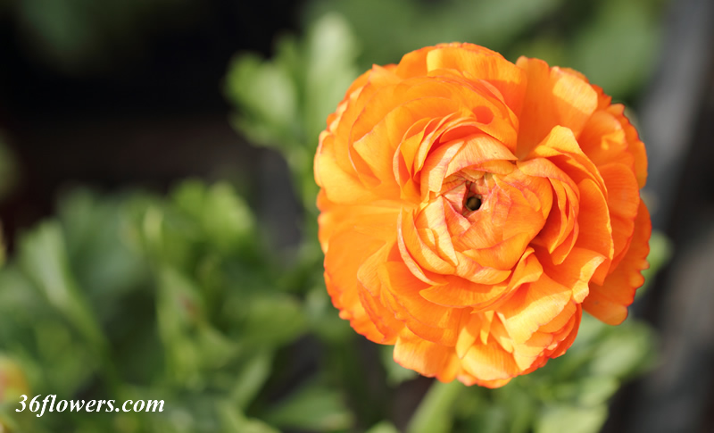 Orange ranunculus