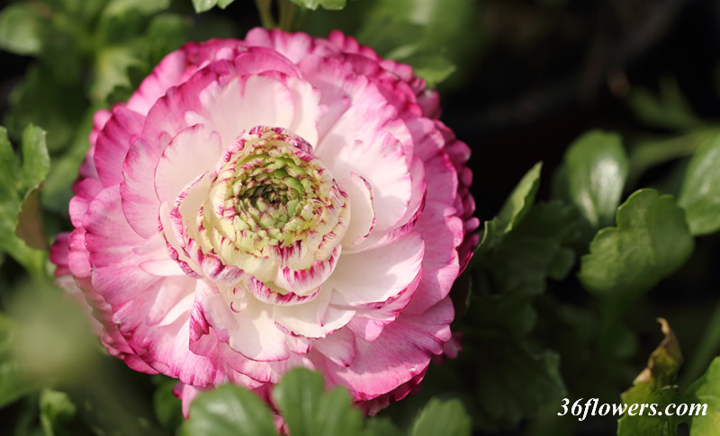 Purple and white ranunculus