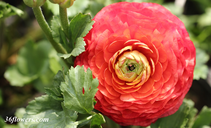 Red ranunculus flower