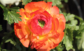 Ranunculus Pictures