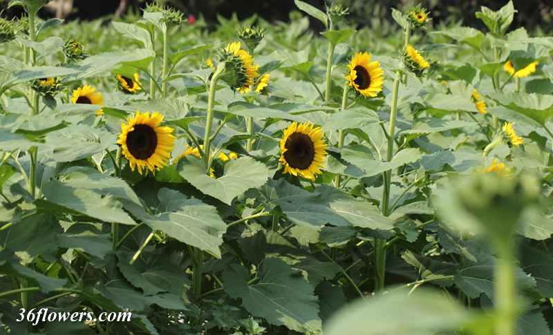 Sunflower Garden