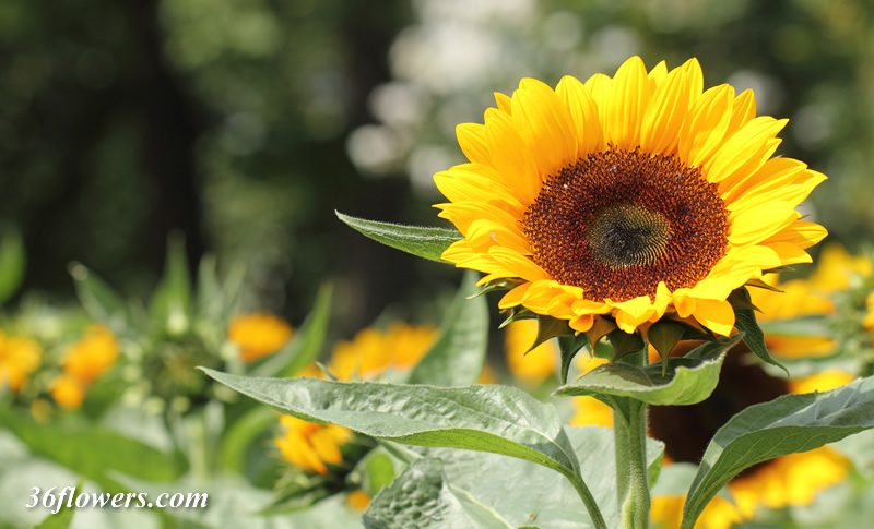 Sunflower
