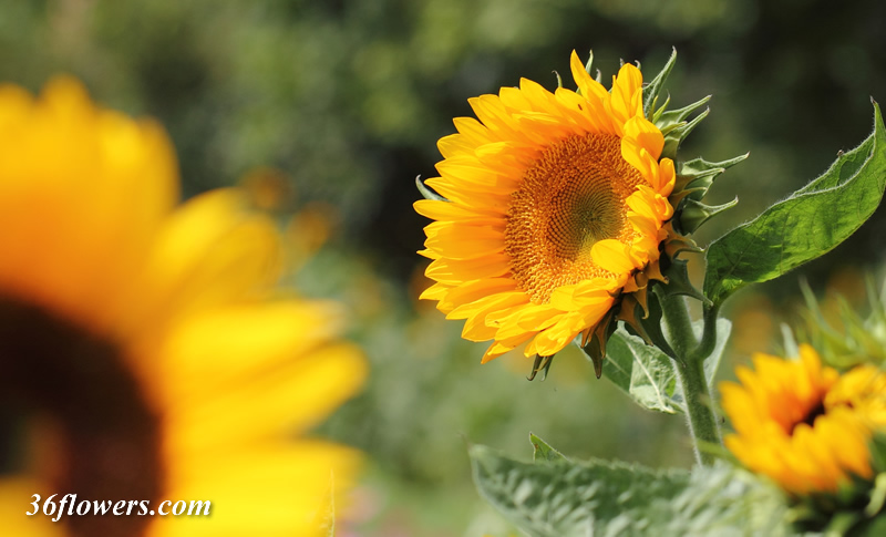 Sunflower