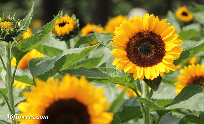 Sunflower