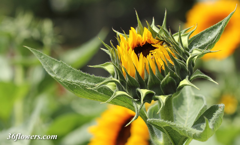 Sunflower