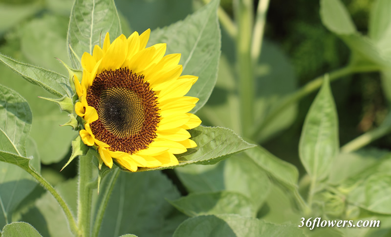 Sunflower