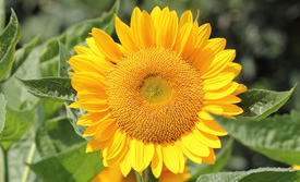 Sunflower Pictures