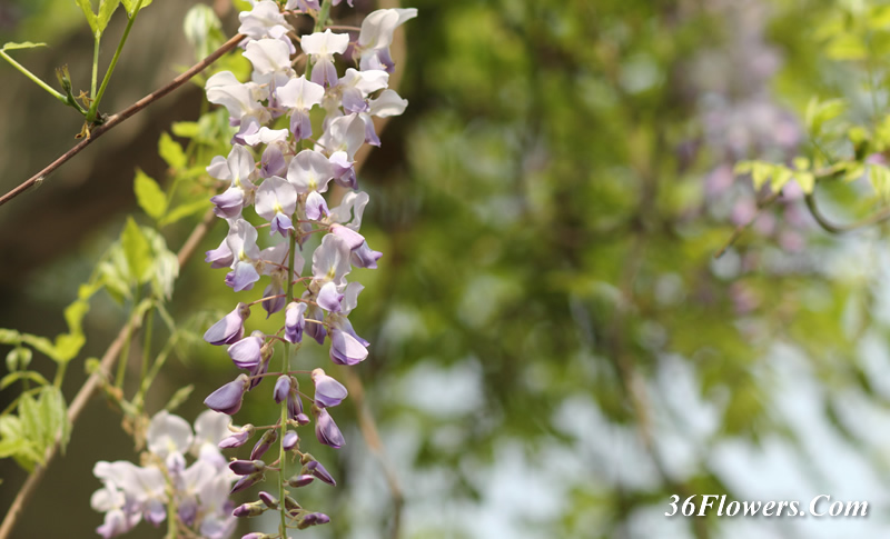 Wisteria