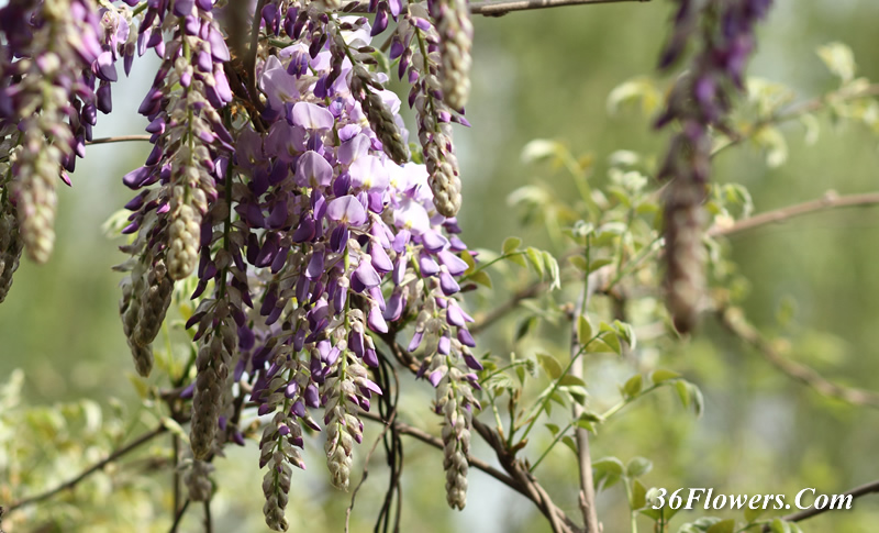 Wisteria flower