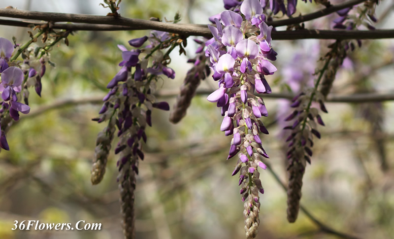 Wisteria flower
