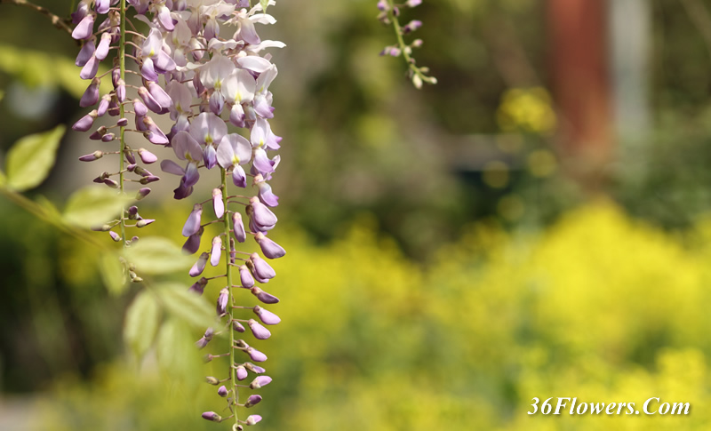 Wisteria