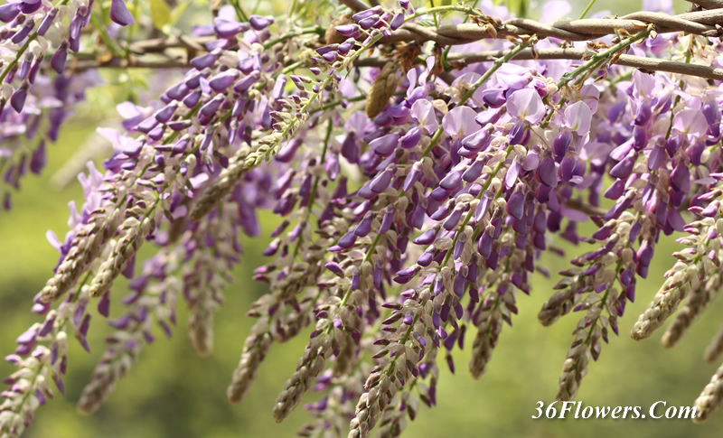 Wisteria Plant